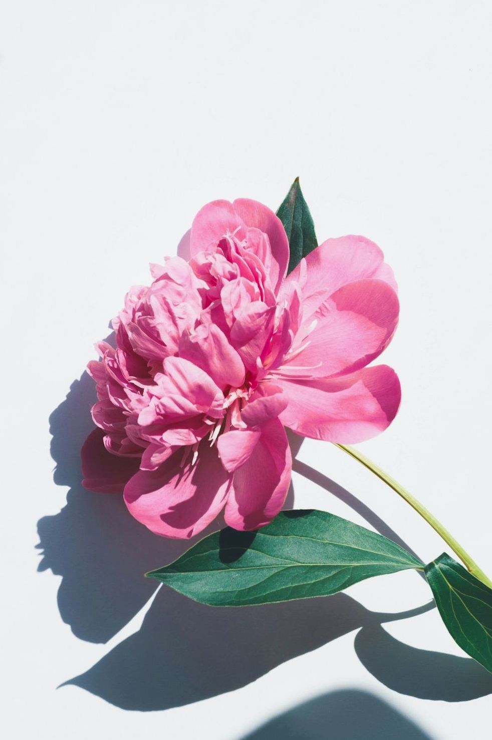 Florist assembling a grand sculptural floral installation